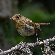 Attēlu rezultāti vaicājumam “Erithacus rubecula juvenile”