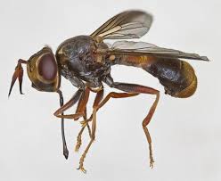 Attēlu rezultāti vaicājumam “Conopidae”