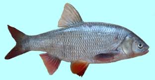 Attēlu rezultāti vaicājumam “Leuciscus idus”