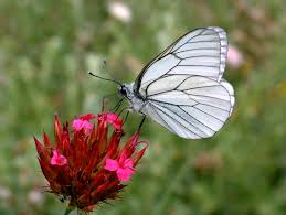 Attēlu rezultāti vaicājumam “Aporia crataegi female”