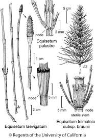 Attēlu rezultāti vaicājumam “Equisetum palustre”