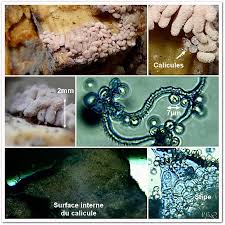 Attēlu rezultāti vaicājumam “Arcyria affinis spores”