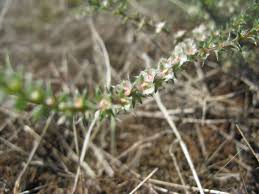 Attēlu rezultāti vaicājumam “Salsola kali”