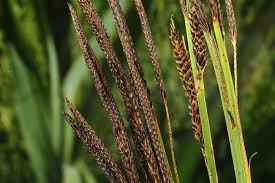 Attēlu rezultāti vaicājumam “Carex elata flower”