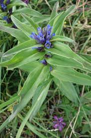 Attēlu rezultāti vaicājumam “Gentianaceae”