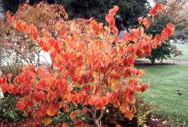 Attēlu rezultāti vaicājumam “Dianemataceae”