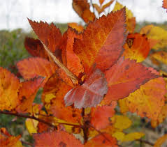 Attēlu rezultāti vaicājumam “Crataegus persimilis”