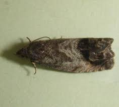 Attēlu rezultāti vaicājumam “Cydia splendana”