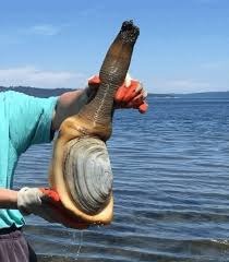 Image result for geoduck