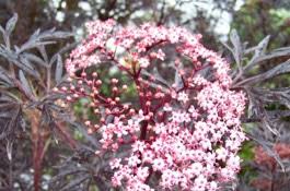 Attēlu rezultāti vaicājumam “Sambucus”