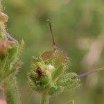 Attēlu rezultāti vaicājumam “Veronica officinalis fruit”