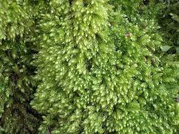 Attēlu rezultāti vaicājumam “Plagiothecium cavifolium”