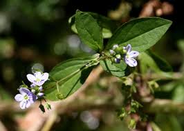 Attēlu rezultāti vaicājumam “Veronica anagallis-aquatica flower”