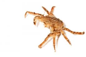 Image result for Hyas araneus