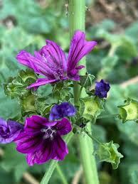 Image result for Malva sylvestris