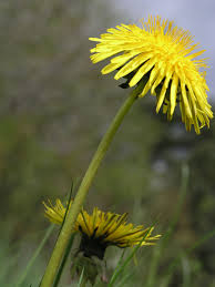 Attēlu rezultāti vaicājumam “Taraxacum officinale aggr. fruit”