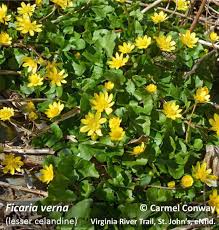 Attēlu rezultāti vaicājumam “Ficaria verna”