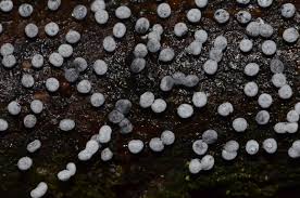 Attēlu rezultāti vaicājumam “Didymium melanospermum sessile”