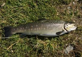 Image result for Salmo trutta