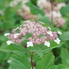 Attēlu rezultāti vaicājumam “Hydrangea arborescens”