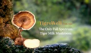 Attēlu rezultāti vaicājumam “Diderma tigrinum macro”