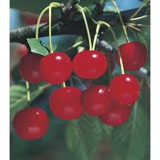 Attēlu rezultāti vaicājumam “Cerasus fruit”