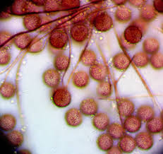 Attēlu rezultāti vaicājumam “Diderma ochraceum young”