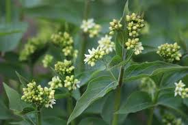 Attēlu rezultāti vaicājumam “Vincetoxicum hirundinaria leaf”