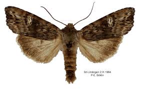 Attēlu rezultāti vaicājumam “Lithomoia solidaginis”