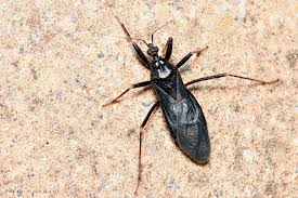 Attēlu rezultāti vaicājumam “Reduvius personatus”