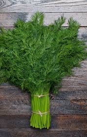 Image result for Dill
