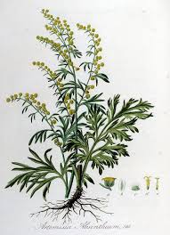 Image result for Artemisia absinthium