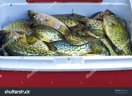 Image result for Pomoxis nigromaculatus