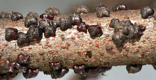 Attēlu rezultāti vaicājumam “Reticularia lobata”