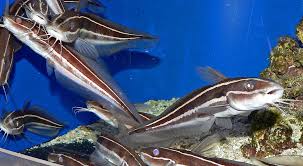 Image result for Diplodus lineatus