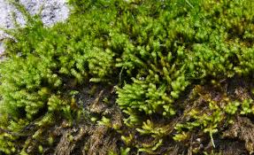 Attēlu rezultāti vaicājumam “Hygrohypnum luridum”