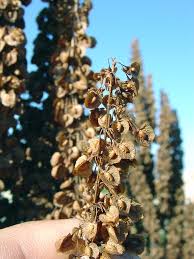Attēlu rezultāti vaicājumam “Rumex aquaticus fruit”