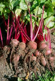 Image result for Beta vulgaris