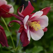 Image result for Aquilegia