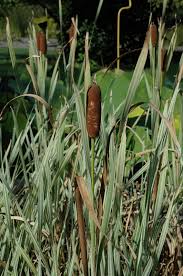Attēlu rezultāti vaicājumam “Typha latifolia”