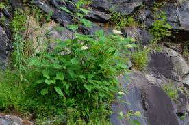 Attēlu rezultāti vaicājumam “Hydrangea arborescens subsp. discolor”
