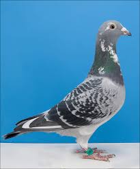 Image result for Abbeyton & Broomfield Racing Pigeons