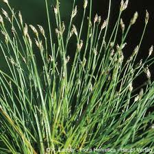 Attēlu rezultāti vaicājumam “Eleocharis acicularis”