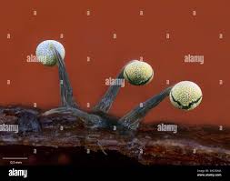 Attēlu rezultāti vaicājumam “Physarum penetrale”