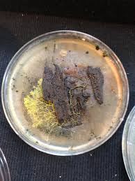 Attēlu rezultāti vaicājumam “Trichia varia spores”