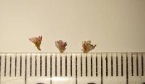 Attēlu rezultāti vaicājumam “Cuscuta epithymum subsp. trifolii flower”