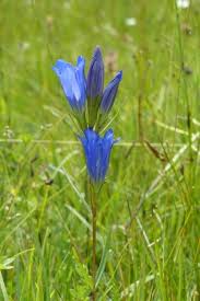 Attēlu rezultāti vaicājumam “Gentiana pneumonanthe leaf”