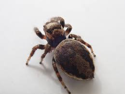 Attēlu rezultāti vaicājumam “Evarcha falcata female”