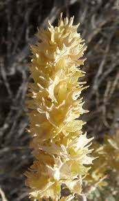 Attēlu rezultāti vaicājumam “Atriplex calotheca”