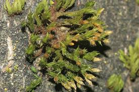 Attēlu rezultāti vaicājumam “Orthotrichum speciosum”